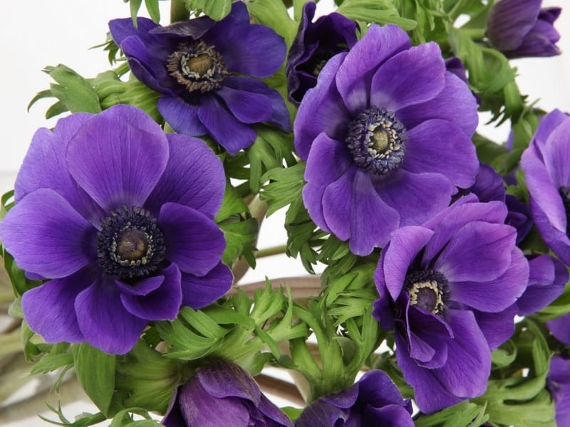 Анемона купить саженцы из питомнике {2}